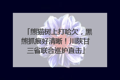 熊猫树上打哈欠，黑熊抓痕好清晰！川陕甘三省联合巡护直击