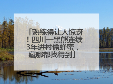 熟练得让人惊讶！四川一黑熊连续3年进村偷蜂蜜，藏哪都找得到