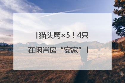 猫头鹰×5！4只在闲置房“安家”