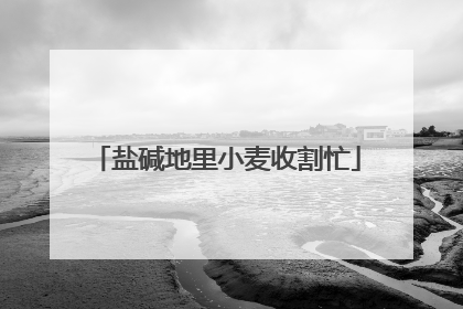 盐碱地里小麦收割忙