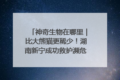 神奇生物在哪里｜比大熊猫更稀少！湖南新宁成功救护濒危鸟类海南鳽