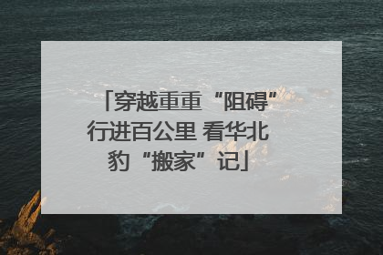 穿越重重“阻碍”行进百公里 看华北豹“搬家”记