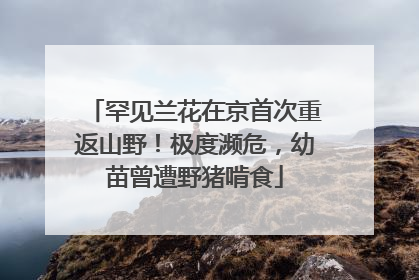 罕见兰花在京首次重返山野！极度濒危，幼苗曾遭野猪啃食