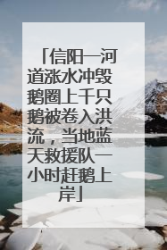 信阳一河道涨水冲毁鹅圈上千只鹅被卷入洪流，当地蓝天救援队一小时赶鹅上岸