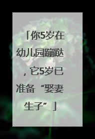 你5岁在幼儿园蹦跶，它5岁已准备“娶妻生子”