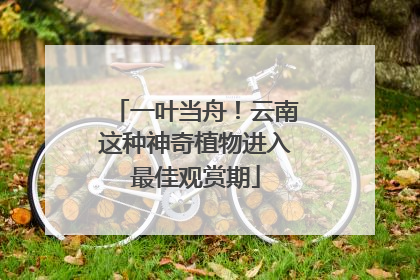 一叶当舟！云南这种神奇植物进入最佳观赏期