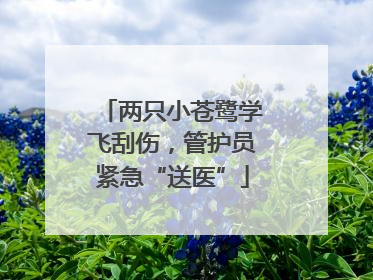 两只小苍鹭学飞刮伤，管护员紧急“送医”