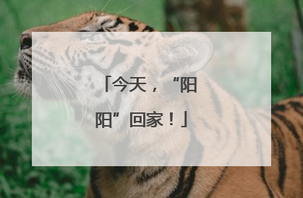 今天，“阳阳”回家！