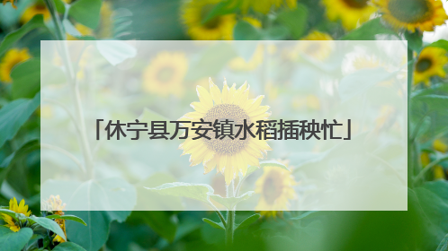 休宁县万安镇水稻插秧忙
