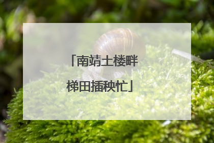 南靖土楼畔 梯田插秧忙
