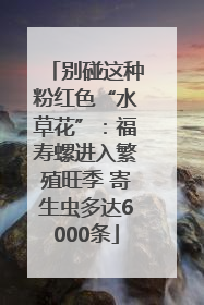 别碰这种粉红色“水草花”：福寿螺进入繁殖旺季 寄生虫多达6000条
