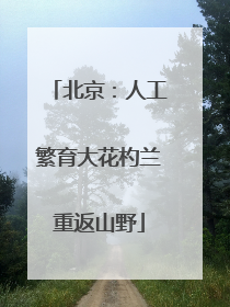 北京：人工繁育大花杓兰重返山野