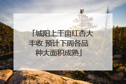 城阳上千亩红杏大丰收 预计下周各品种大面积成熟