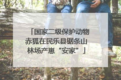国家二级保护动物赤狐在民乐县锯条山林场产崽“安家”