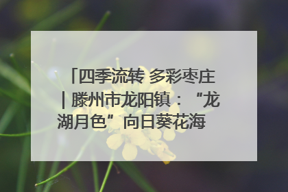 四季流转 多彩枣庄｜滕州市龙阳镇：“龙湖月色”向日葵花海 绘就乡村振兴新画卷
