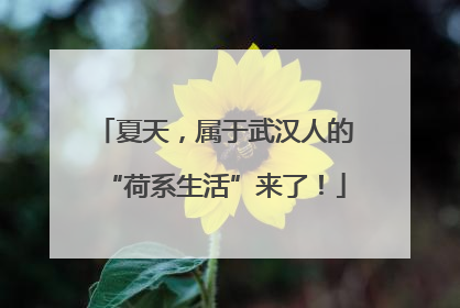 夏天，属于武汉人的“荷系生活”来了！