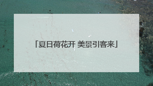 夏日荷花开 美景引客来