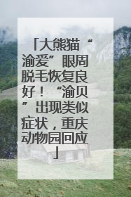 大熊猫“渝爱”眼周脱毛恢复良好！“渝贝”出现类似症状，重庆动物园回应