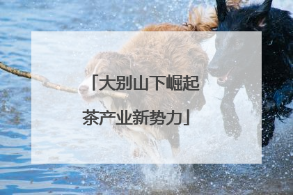 大别山下崛起茶产业新势力