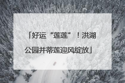 好运“莲莲”！洪湖公园并蒂莲迎风绽放