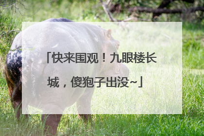 快来围观！九眼楼长城，傻狍子出没~