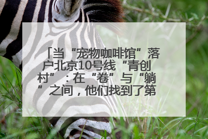 当“宠物咖啡馆”落户北京10号线“青创村”：在“卷”与“躺”之间，他们找到了第三种生活公式