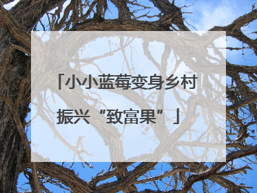 小小蓝莓变身乡村振兴“致富果”