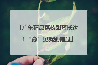 广东精品荔枝甜蜜抵达！“豫”见就别错过