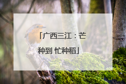 广西三江：芒种到 忙种稻
