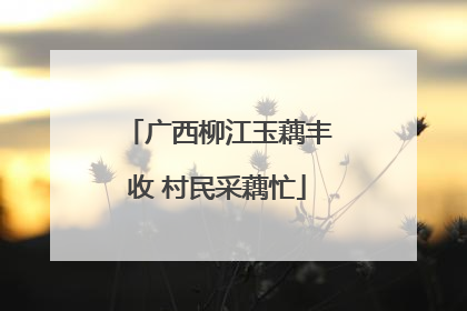 广西柳江玉藕丰收 村民采藕忙