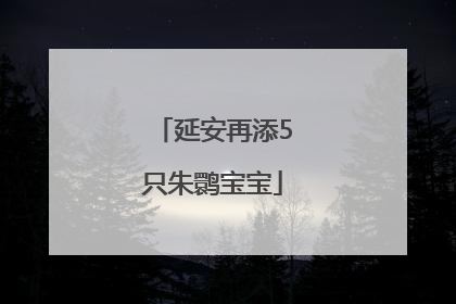 延安再添5只朱鹮宝宝