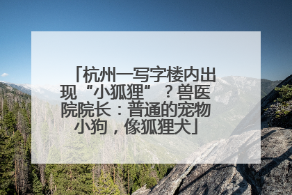 杭州一写字楼内出现“小狐狸”？兽医院院长：普通的宠物小狗，像狐狸犬