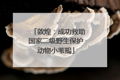 敦煌：成功救助国家二级野生保护动物小苇鳽