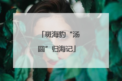 斑海豹“汤圆”归海记