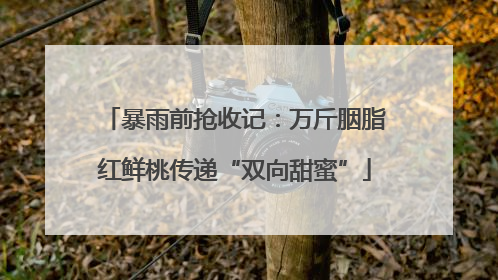 暴雨前抢收记：万斤胭脂红鲜桃传递“双向甜蜜”