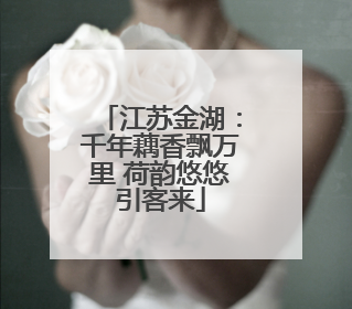 江苏金湖：千年藕香飘万里 荷韵悠悠引客来