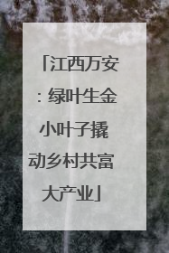 江西万安：绿叶生金 小叶子撬动乡村共富大产业