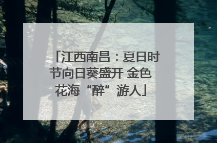 江西南昌：夏日时节向日葵盛开 金色花海“醉”游人