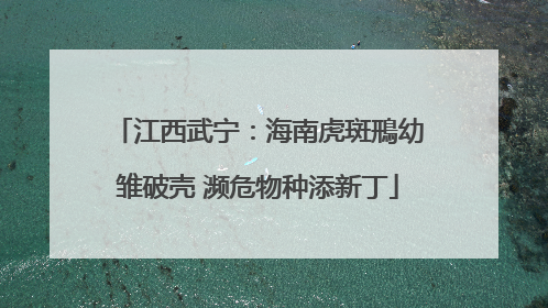 江西武宁：海南虎斑鳽幼雏破壳 濒危物种添新丁