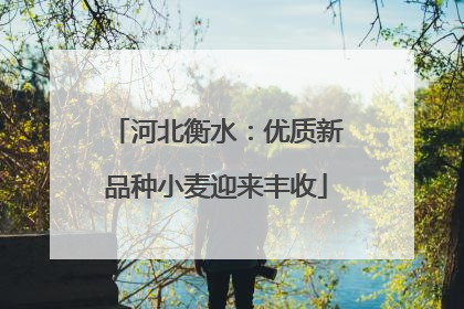 河北衡水：优质新品种小麦迎来丰收