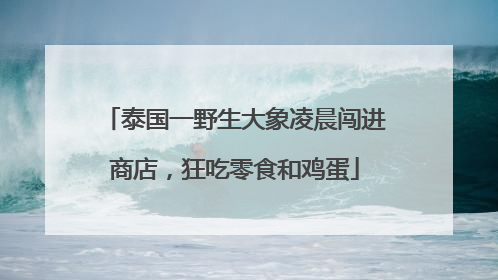 泰国一野生大象凌晨闯进商店，狂吃零食和鸡蛋