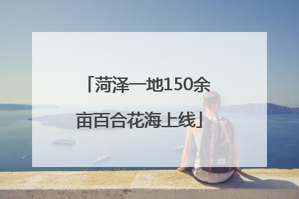 菏泽一地150余亩百合花海上线