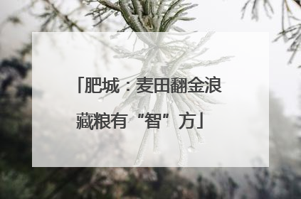 肥城：麦田翻金浪藏粮有“智”方