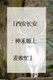 西安长安：神禾塬上麦收忙