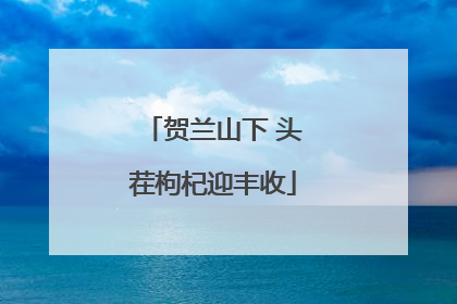 贺兰山下 头茬枸杞迎丰收