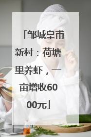 邹城皇甫新村：荷塘里养虾，一亩增收6000元