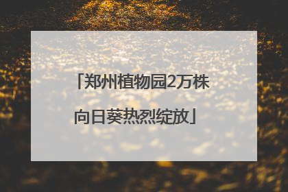 郑州植物园2万株向日葵热烈绽放