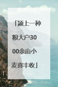 颍上一种粮大户3000余亩小麦喜丰收