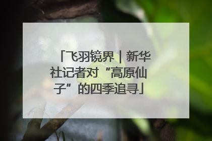 飞羽镜界｜新华社记者对“高原仙子”的四季追寻