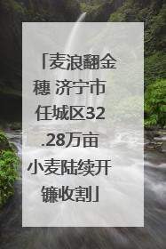 麦浪翻金穗 济宁市任城区32.28万亩小麦陆续开镰收割